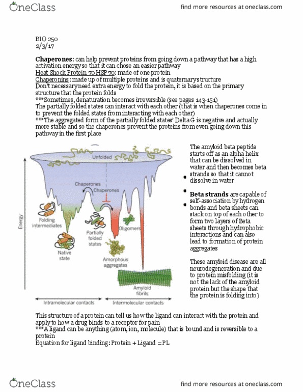 BIO 253 Lecture Notes - Lecture 5: Amyloid Beta, Beta Sheet, Alpha Helix thumbnail