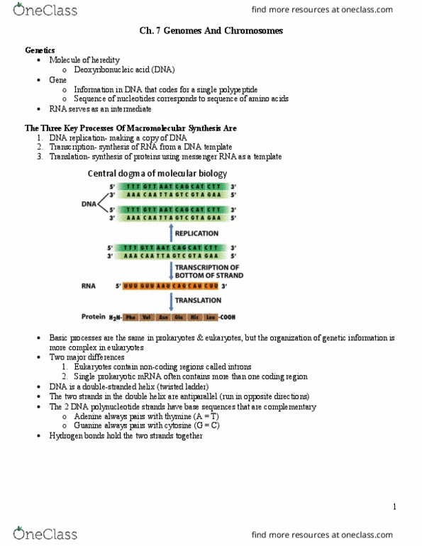 BIOL 2051 Lecture Notes - Lecture 7: Dna Polymerase Iii Holoenzyme, Dna Polymerase I, Dna Polymerase thumbnail