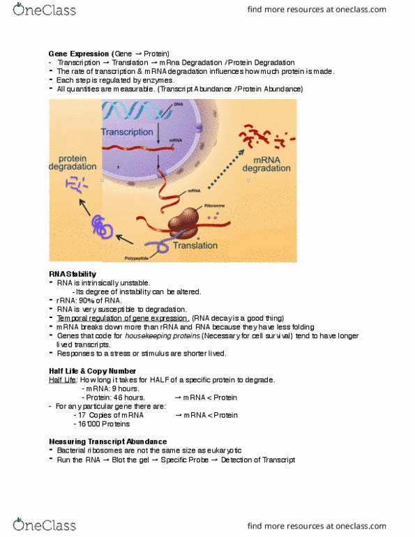 Biology 1002B Lecture Notes - Lecture 4: Ribosomal Rna, Rhodopsin, Opsin thumbnail