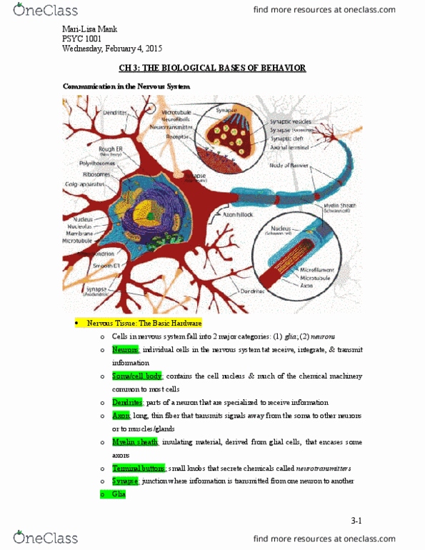 PSYC 1001 Chapter 3: ch 3 - the biological bases of behavior thumbnail