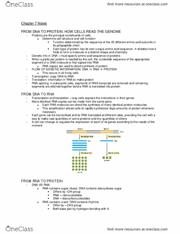 Biochemistry 2280A Chapter Notes - Chapter 7: Rna Splicing, Eukaryotic Transcription, Regulatory Sequence thumbnail