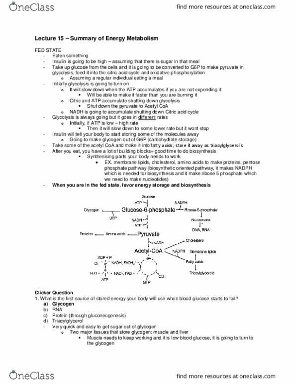 Biochemistry 2280A Lecture Notes - Lecture 15: Acetyl-Coa, Pentose Phosphate Pathway, Triglyceride thumbnail