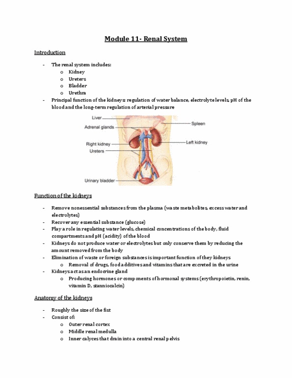 Physiology 2130 Lecture Notes - Lecture 11: Proximal Tubule, Renal Function, Distal Convoluted Tubule thumbnail