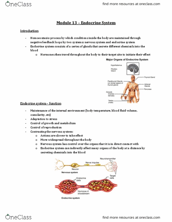 Physiology 2130 Lecture Notes - Lecture 13: Growth Hormone–Releasing Hormone, Thyrotropin-Releasing Hormone, Gonadotropin-Releasing Hormone thumbnail