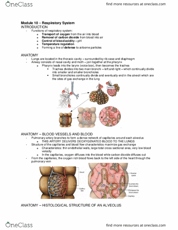 Physiology 2130 Lecture 10: Phys Lecture 10 thumbnail