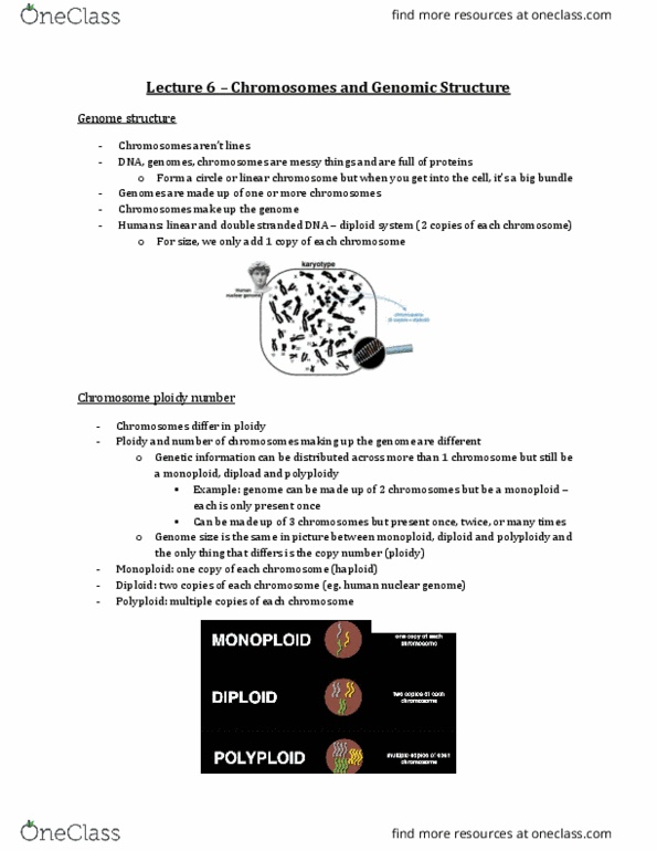 Biology 2581B Lecture Notes - Lecture 6: Concatemer, Telomerase, Ploidy thumbnail