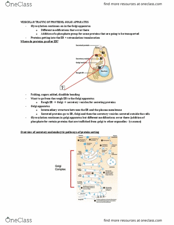 Biology 2382B Lecture Notes - Lecture 5: Atp Hydrolysis, Endoplasmic Reticulum, Cystic Fibrosis thumbnail