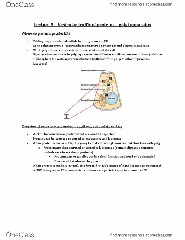 Biology 2382B Lecture Notes - Lecture 5: Copii, Transmembrane Protein, Atp Hydrolysis thumbnail