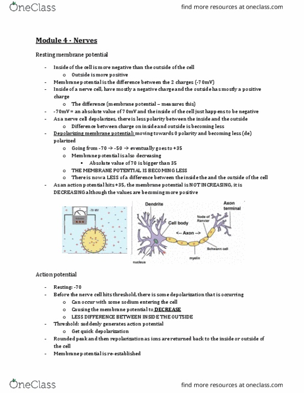 Physiology 2130 Lecture Notes - Lecture 4: Resting Potential, Sodium Channel, Axon Hillock thumbnail