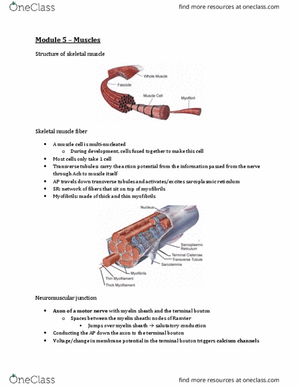 Physiology 2130 Lecture Notes - Lecture 5: Endoplasmic Reticulum, Myelin, Myosin Head thumbnail