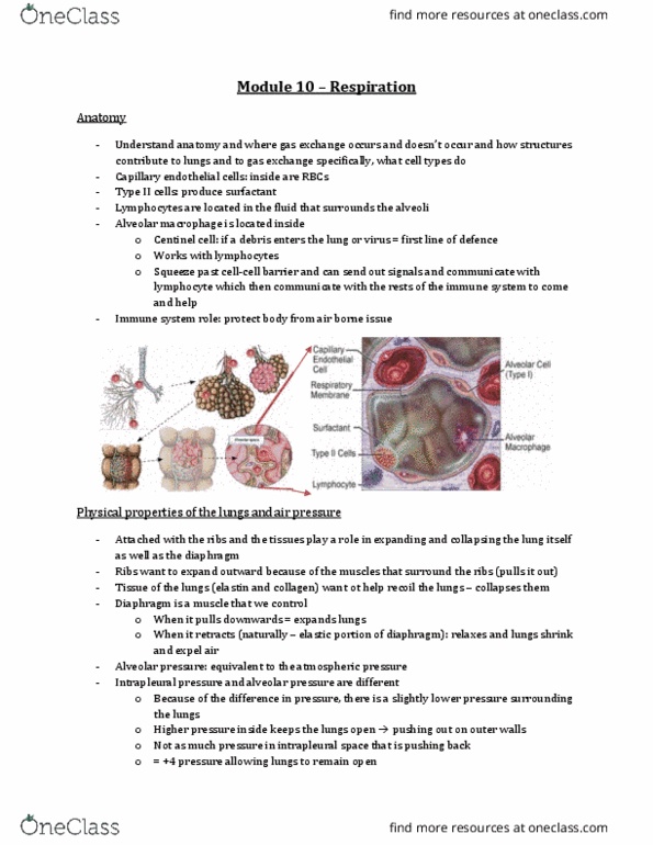 Physiology 2130 Lecture Notes - Lecture 10: Intrapleural Pressure, Functional Residual Capacity, Alveolar Macrophage thumbnail