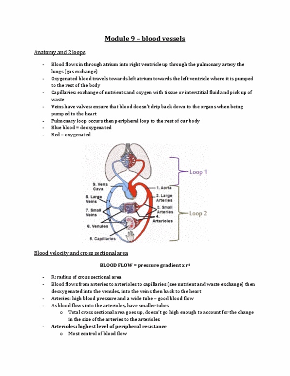 Physiology 2130 Lecture Notes - Lecture 9: Vasodilation, As Blood Flows, Capillary thumbnail
