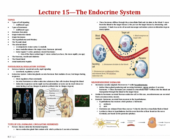 BIOA01H3 Lecture Notes - Lecture 15: Triiodothyronine, The Bank Of New York Mellon, Atherosclerosis thumbnail