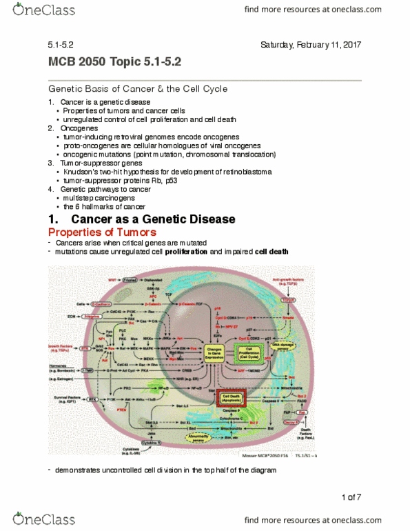 MCB 2050 Lecture Notes - Lecture 10: S Phase, Macrophage, Cyclin E thumbnail