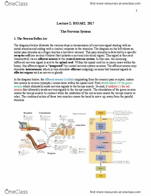 BIOA02H3 Lecture Notes - Lecture 2: Axon Terminal, Chemical Synapse, Threshold Potential thumbnail