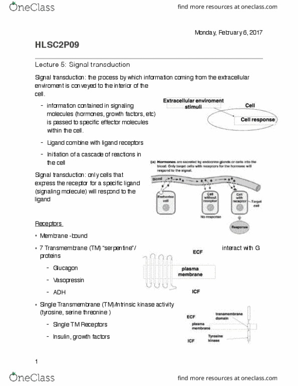 HLSC 2P09 Lecture Notes - Lecture 4: Adenylyl Cyclase, Phospholipase C, Guanine thumbnail