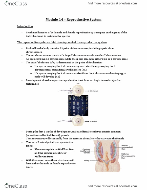 Physiology 2130 Lecture 14: Module 14 – Reproductive System thumbnail