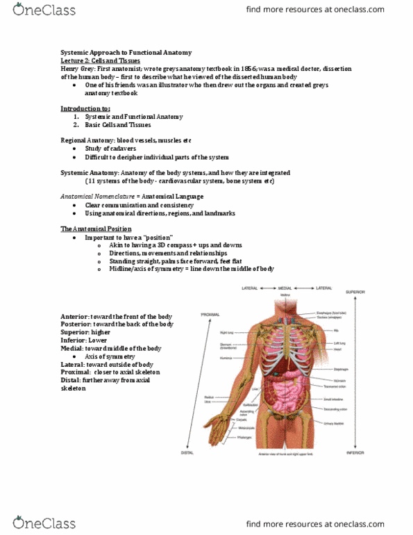 Health Sciences 2300A/B Lecture Notes - Lecture 1: Brachialis Muscle, Weight-Bearing, Ring Finger thumbnail