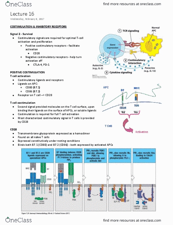 MIMM 214 Lecture Notes - Lecture 16: Pd-L1, Autocrine Signalling, Il-2 Receptor thumbnail