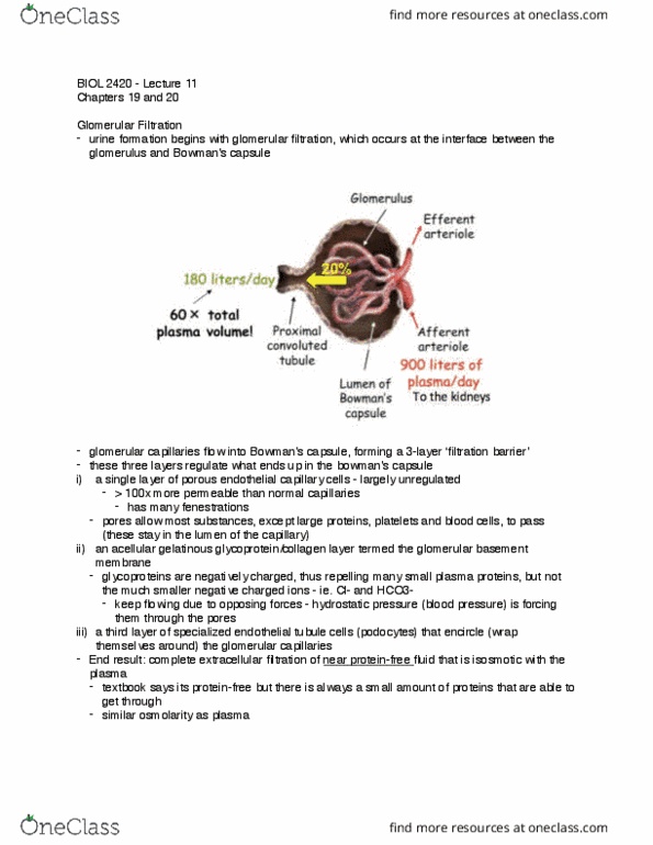 BIOL 2420 Lecture Notes - Lecture 11: Oncotic Pressure, Distal Convoluted Tubule, Afferent Arterioles thumbnail