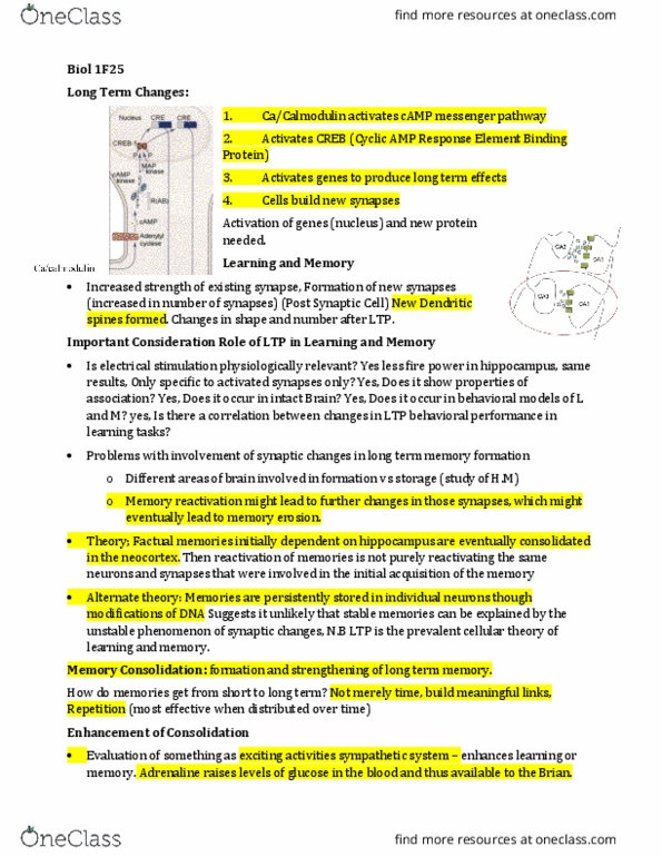 BIOL 1F25 Lecture Notes - Lecture 5: Sleep Deprivation, Memory Consolidation, Long-Term Memory thumbnail