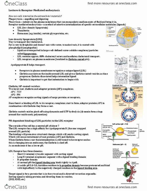 Biology 2382B Lecture Notes - Lecture 6: Hypercholesterolemia, Mutation, Neurodegeneration thumbnail