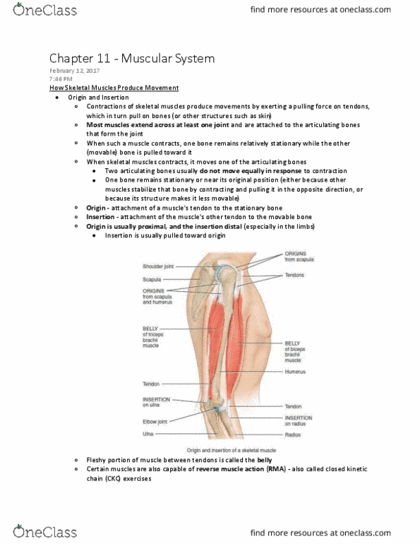 ANAT 1010 Chapter Notes - Chapter 11: Quadriceps Femoris Muscle, Mastication, Trapezius Muscle thumbnail