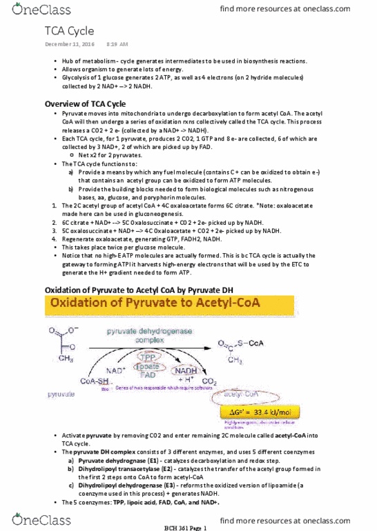 BCH 361 Lecture 7: TCA Cycle thumbnail