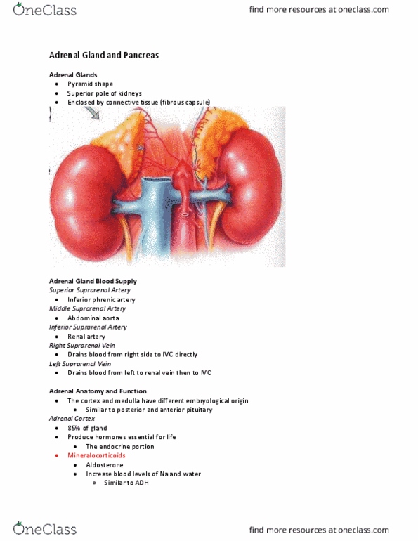 Kinesiology 3222A/B Lecture 10: Adrenal Gland and Pancreas thumbnail