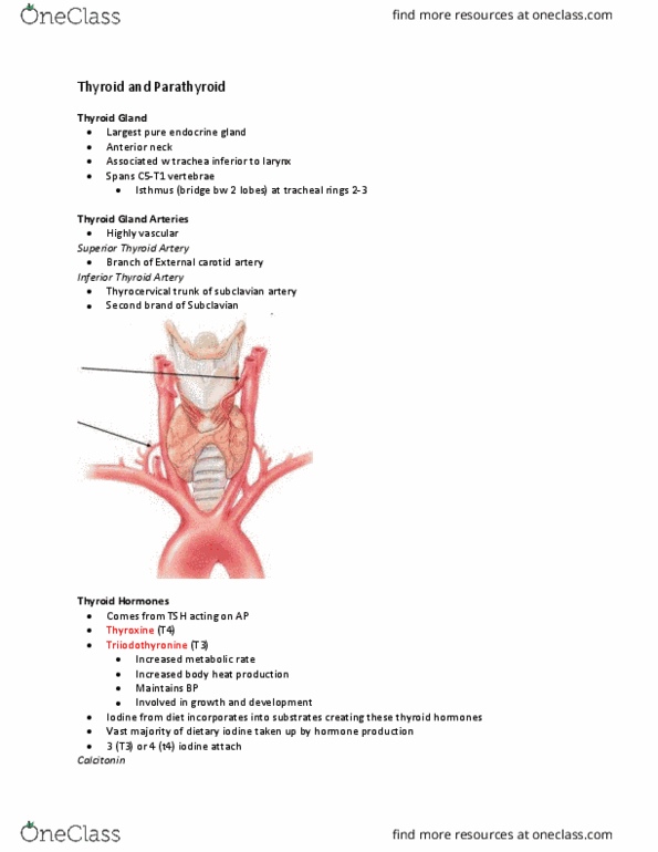 Kinesiology 3222A/B Lecture 9: Thyroid and Parathyroid thumbnail