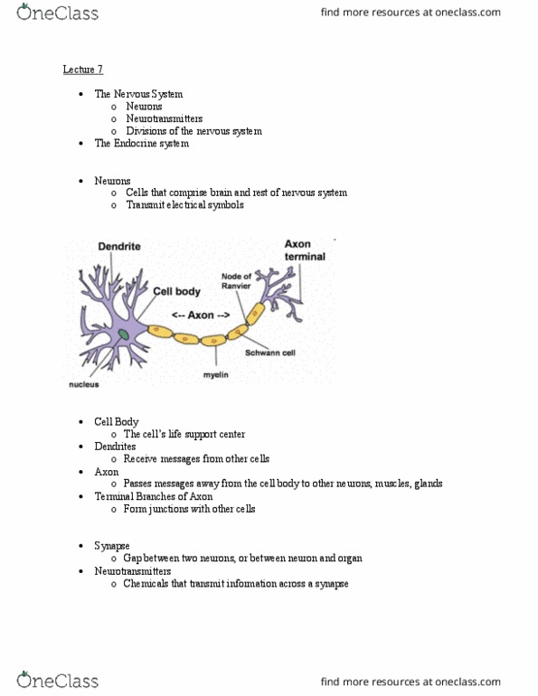 PSY 101 Lecture Notes - Lecture 7: Parasympathetic Nervous System, Hypothalamus, Skeletal Muscle thumbnail