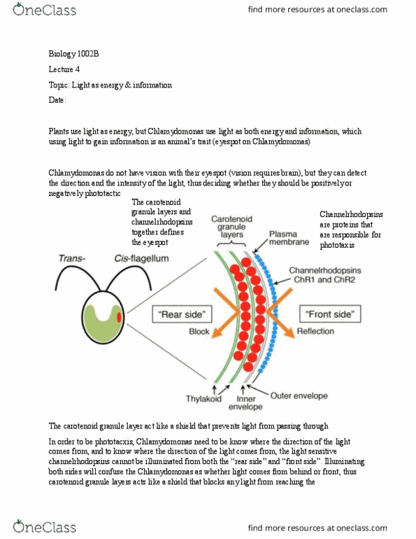 Biology 1002B Lecture Notes - Lecture 4: Photosynthetic Reaction Centre, Photoisomerization, Retina thumbnail