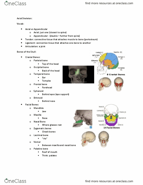 CAS BI 106 Lecture Notes - Lecture 5: Vertebra, Cerebellum, Temporal Lobe thumbnail