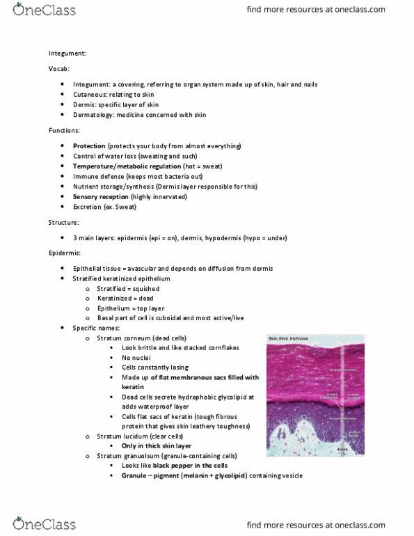 CAS BI 106 Lecture Notes - Lecture 3: Finger Tips, Sensory Nerve, Vasodilation thumbnail