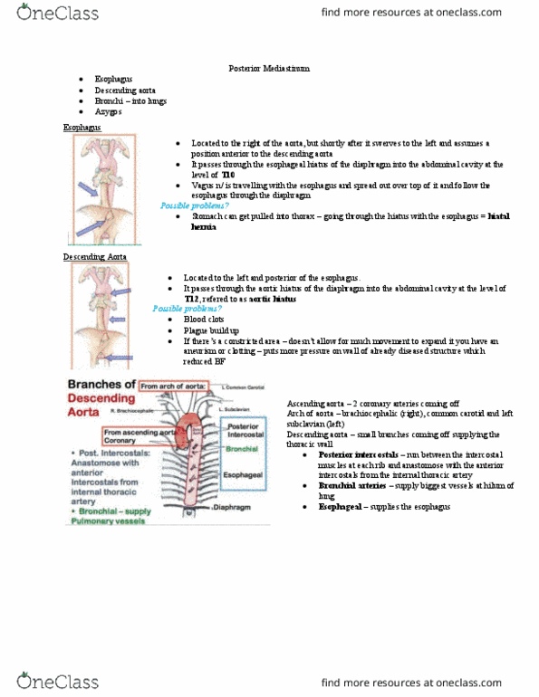 Anatomy and Cell Biology 2221 Lecture 13: 13 Posterior Mediastinum thumbnail