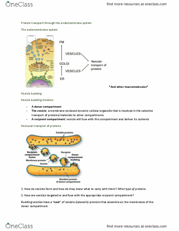 PSYB51H3 Lecture 4: Lecture 4 Protein transport through the endomembrane system thumbnail
