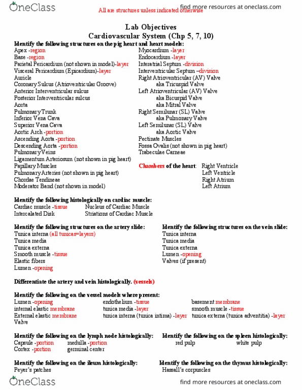 BIOL 2231 Lecture Notes - Lecture 3: Ligament, White Spot, Intercalated Disc thumbnail