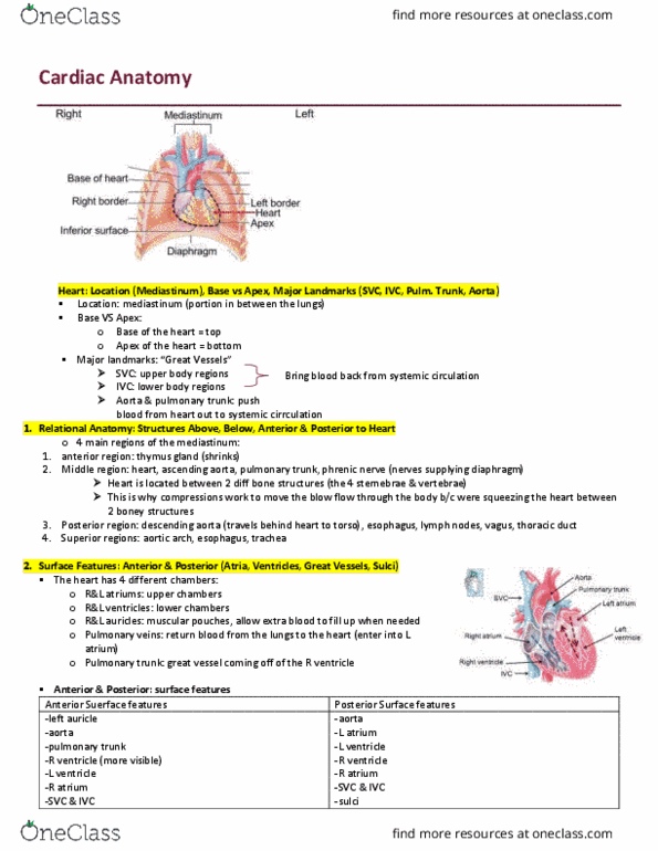 HTHSCI 1H06 Lecture Notes - Lecture 1: Atiu, Arteriole, Great Cardiac Vein thumbnail
