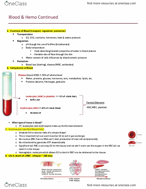 HTHSCI 1H06 Lecture Notes - Lecture 7: Oncotic Pressure, Reabsorption, Prothrombinase thumbnail
