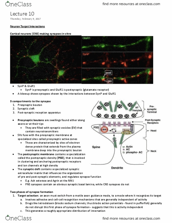 NEUR 310 Lecture 10: Neuron Target Interactions thumbnail
