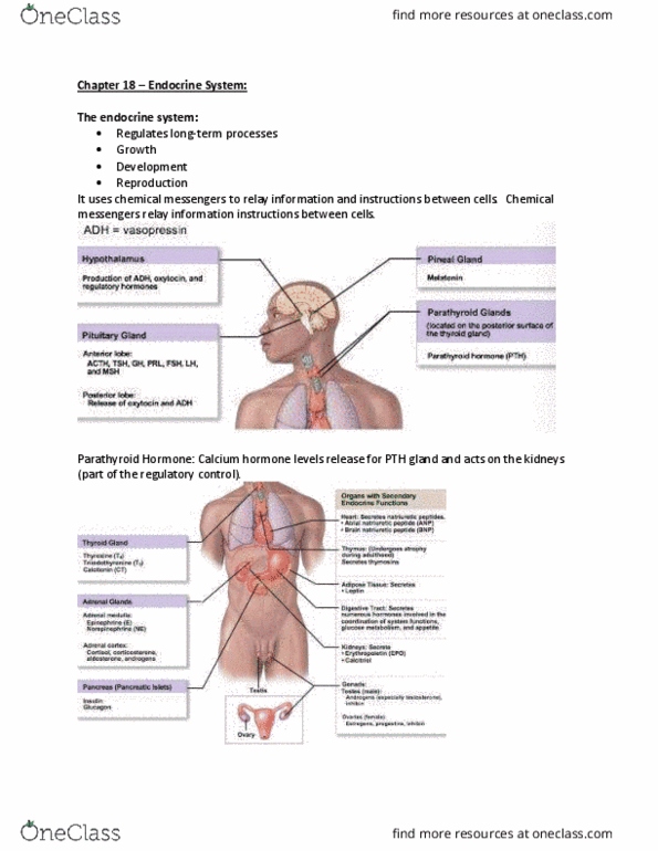 Pln 3 Lecture 1 Chapter 18 Endocrine System Oneclass