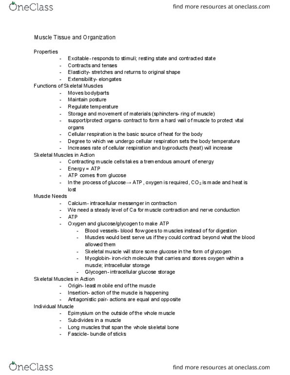 CAS BI 106 Lecture Notes - Lecture 8: Multinucleate, Sarcomere, Myofibril thumbnail