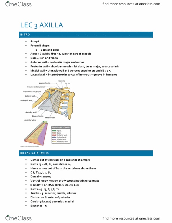 KP221 Lecture Notes - Lecture 3: Aponeurosis, Posterior Cord, Axilla thumbnail