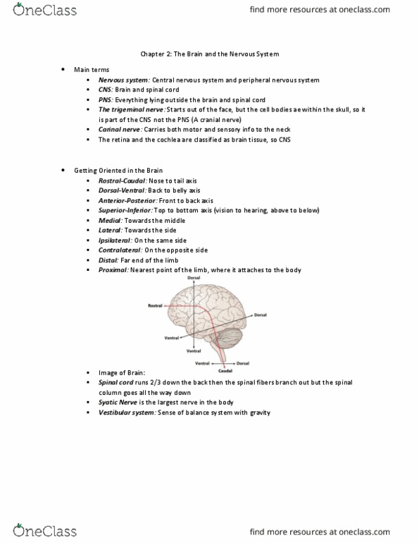 PSB 3002 Lecture Notes - Lecture 1: Motor Cortex, Basal Ganglia, Diencephalon thumbnail