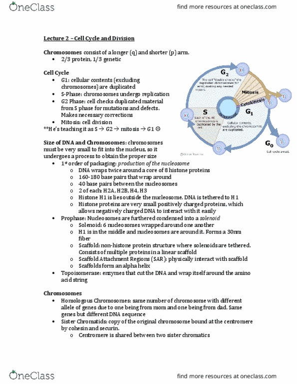 BIOL 401 Lecture Notes - Lecture 2: Histone H1, G2 Phase, Sister Chromatids thumbnail