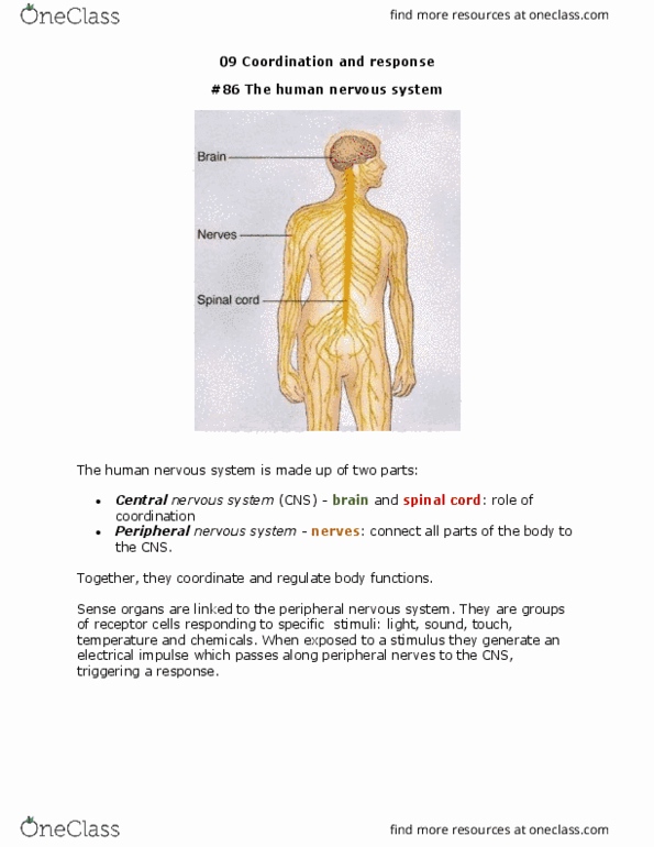 BIO394 Chapter Notes - Chapter 3: Ciliary Muscle, Central Nervous System, Ciliary Body thumbnail