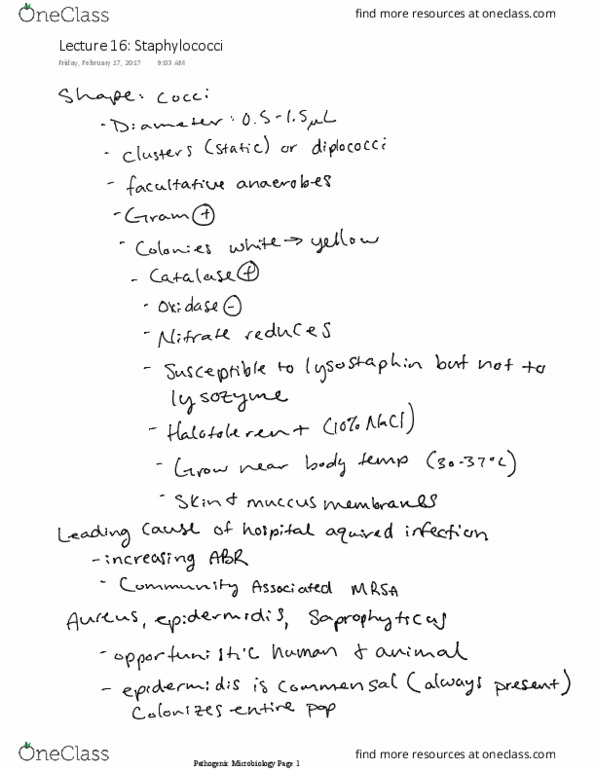 VBMS 441 Lecture 16: Staphylococci thumbnail