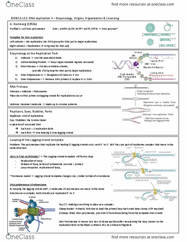 BIOB11H3 Lecture Notes - Lecture 13: Dna Polymerase Iii Holoenzyme, Dna Polymerase I, Dna Replication thumbnail