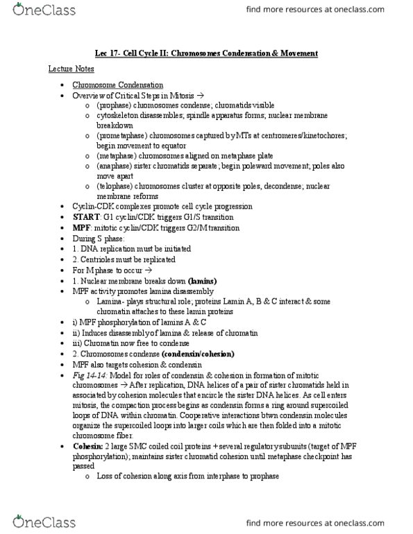 BIOB11H3 Lecture Notes - Lecture 17: Sister Chromatids, Coiled Coil, Condensin thumbnail