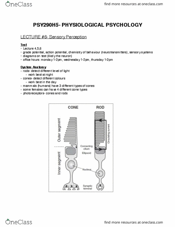 PSY290H5 Lecture Notes - Lecture 6: Sensory System, Hair Cell, Posterior Column thumbnail